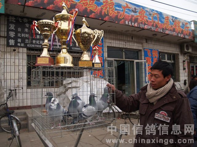 北京鴿市繁榮景象與發(fā)展趨勢揭秘，最新動態(tài)與未來展望