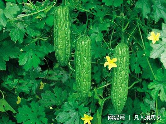苦瓜最新網(wǎng)站，探索自然美景，尋找內(nèi)心寧?kù)o的輕松之旅