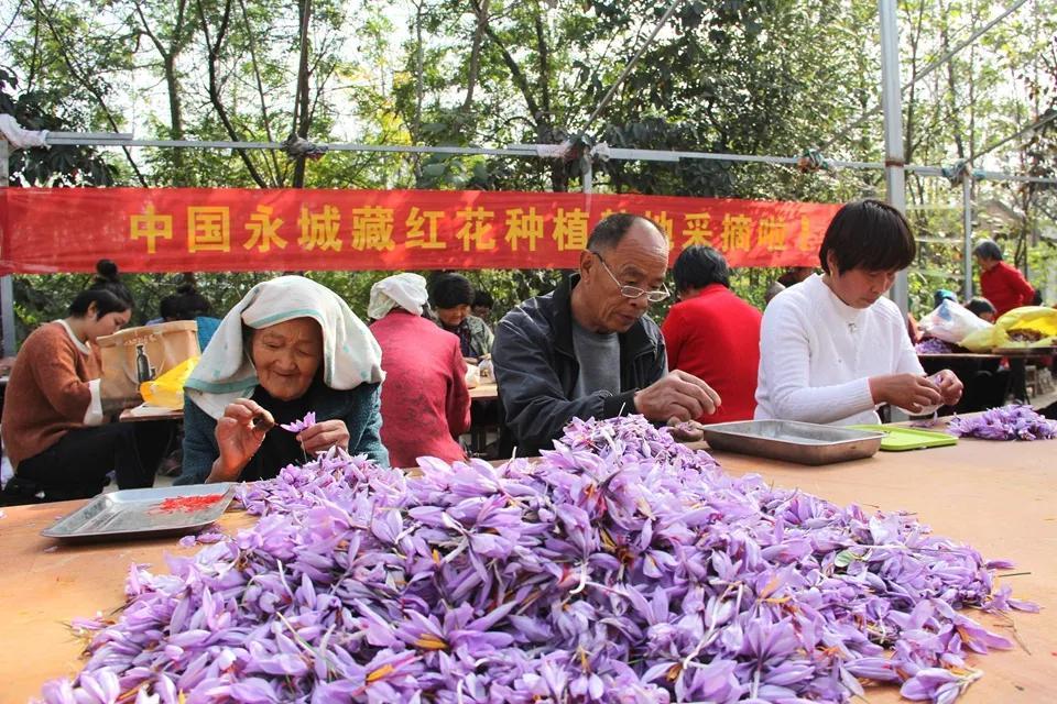 亳州白芷行情深度解析，市場走勢及行情概覽