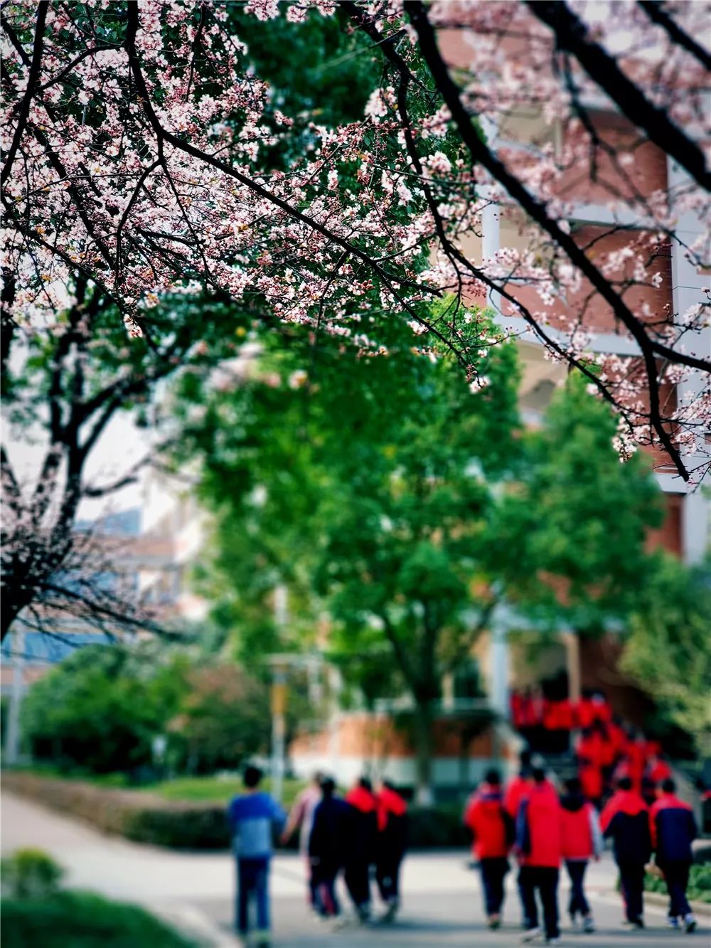 校園風采新照，展現(xiàn)青春風采的照片集錦