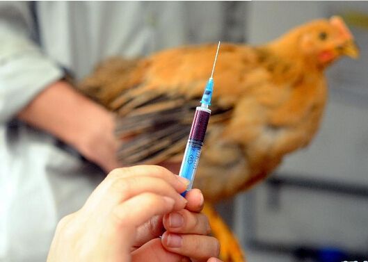 病情最新圖片獲取與分析指南，圖片獲取及分析步驟詳解