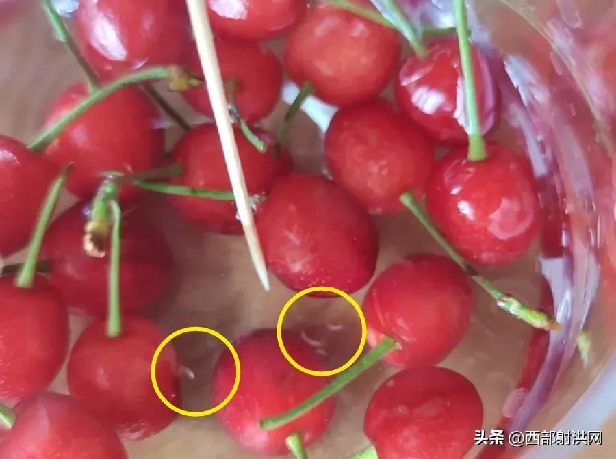 射洪上市公司，小巷深處的獨(dú)特風(fēng)味揭秘