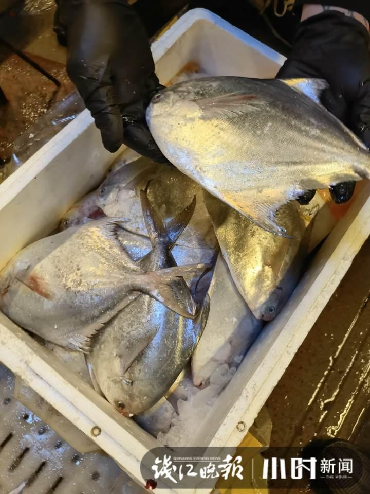 帶魚行情，一場海鮮盛宴的溫馨之旅