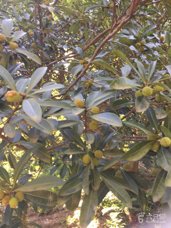 橫河大山搬遷最新動(dòng)態(tài)，力量重塑與未來(lái)希望