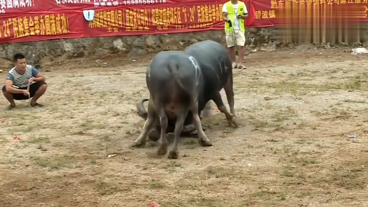 貴州斗牛傳奇篇章，回顧2017年斗牛比賽的精彩瞬間