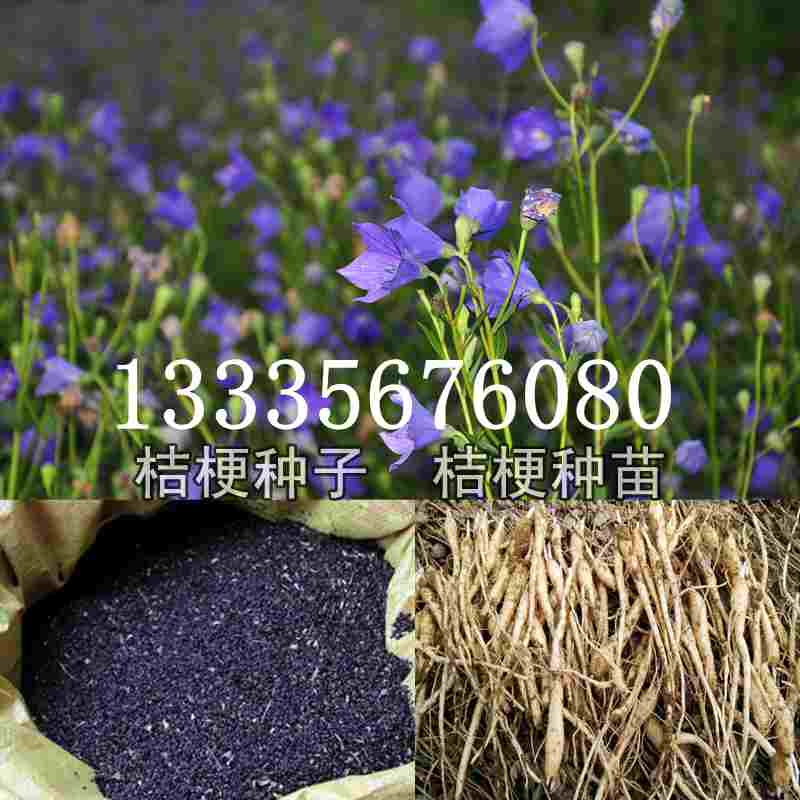 桔梗種子價(jià)格揭秘，成長(zhǎng)旅程與自信綻放之路