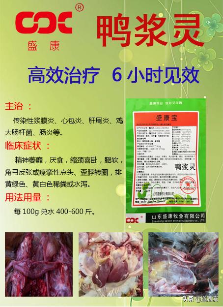 現(xiàn)在鴨苗行情詳解，選購(gòu)、養(yǎng)殖與盈利的全方位指南