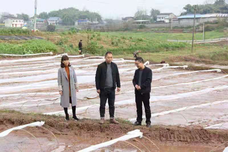 合川土場最新動(dòng)態(tài)更新，今日最新資訊速遞
