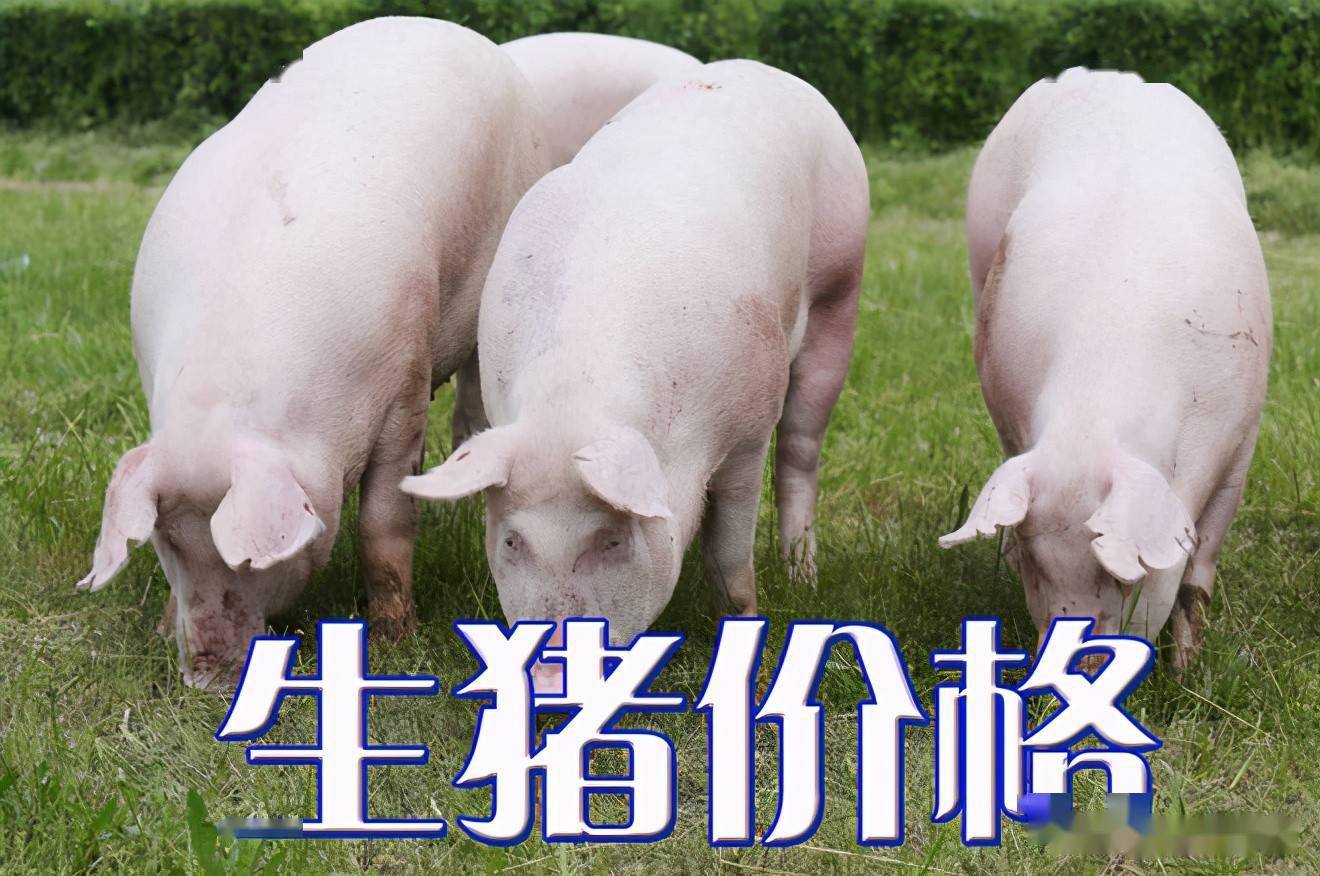 濰坊今日生豬價(jià)格探索，一場(chǎng)綠色之旅尋找內(nèi)心平靜