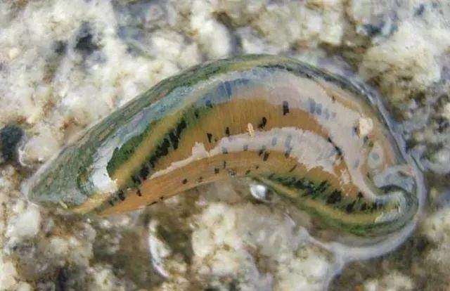 石斑魚孵化技術(shù)革新詳解，從入門到精通的孵化指南