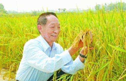 袁隆平最新科研進(jìn)展揭秘，突破性進(jìn)展引人矚目