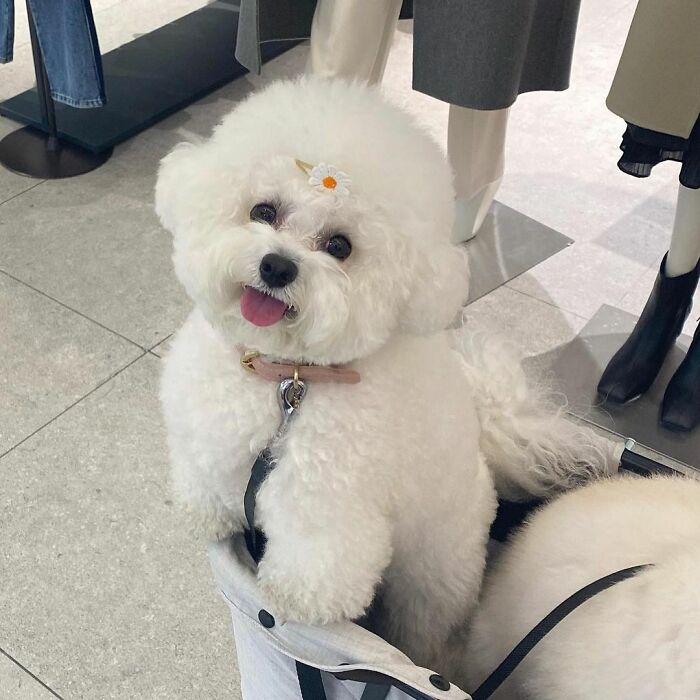 小巷中的寵物奇緣，比熊犬的價(jià)格探秘