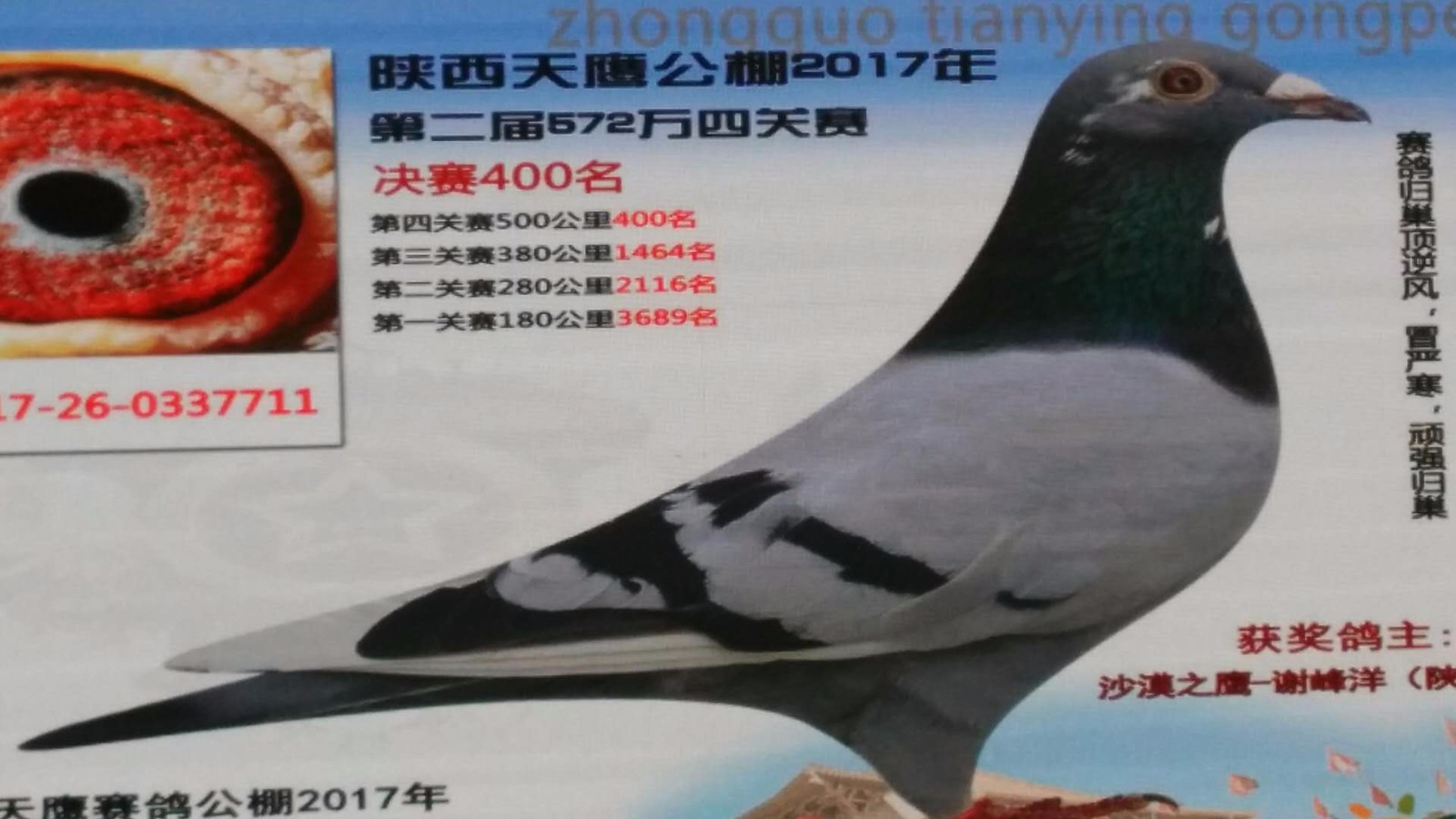 天鷹公棚歷程回顧，最新消息鑄就輝煌篇章