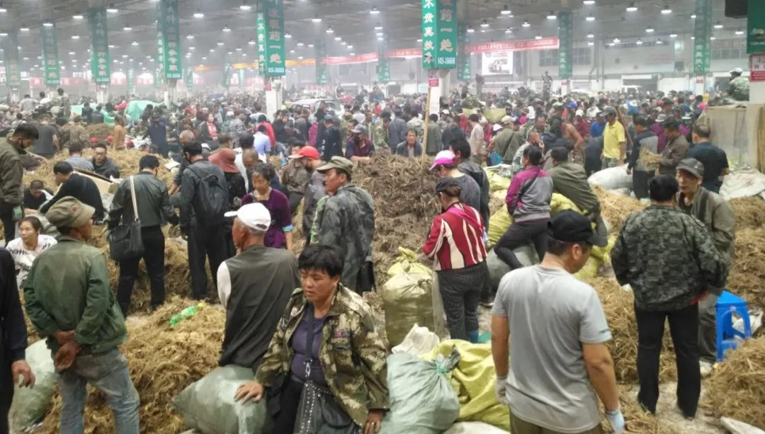 萬良人參市場最新動態(tài)揭秘，日常奇遇與溫情紐帶