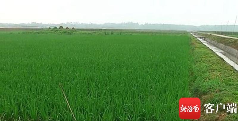 澄邁最新動態(tài)，自然美景探索之旅，尋覓內(nèi)心平和與寧靜的旅程