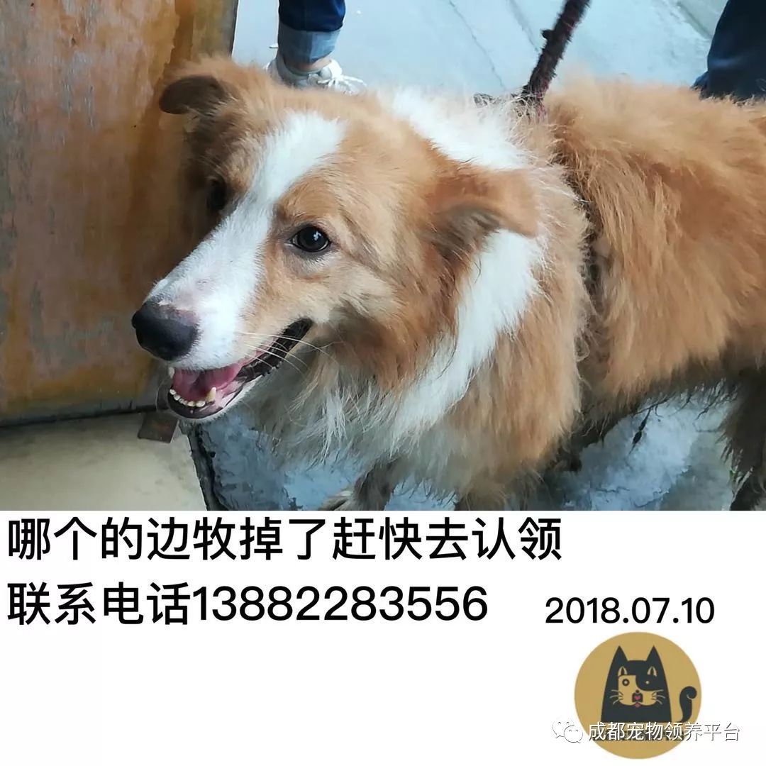 成都最新尋狗記，巷弄深處特色小店中的尋寵之旅