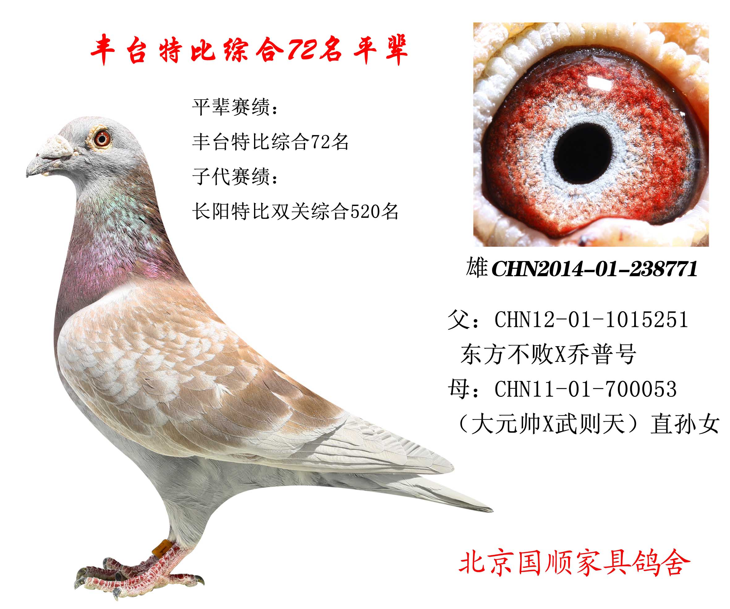 豐臺信鴿最新賽事指南，參賽步驟與賽事概覽
