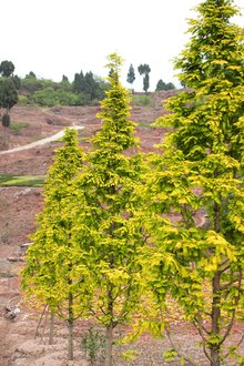 最新彩葉樹種種植與養(yǎng)護指南，從選種到養(yǎng)護一步到位！