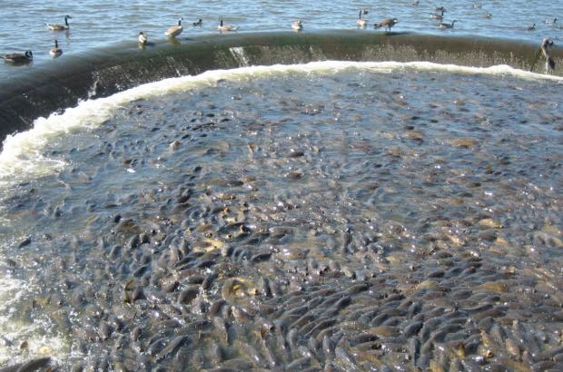 美國(guó)鯉魚(yú)成災(zāi)背后秘密揭秘，鯉魚(yú)泛濫與小巷獨(dú)特小店的故事