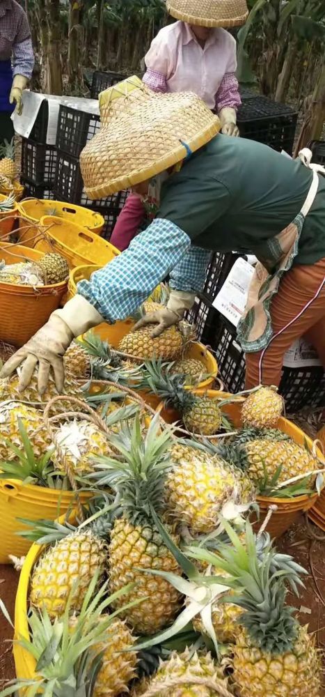 徐聞菠蘿最新價格及市場走勢分析，多方觀點解讀市場動態(tài)