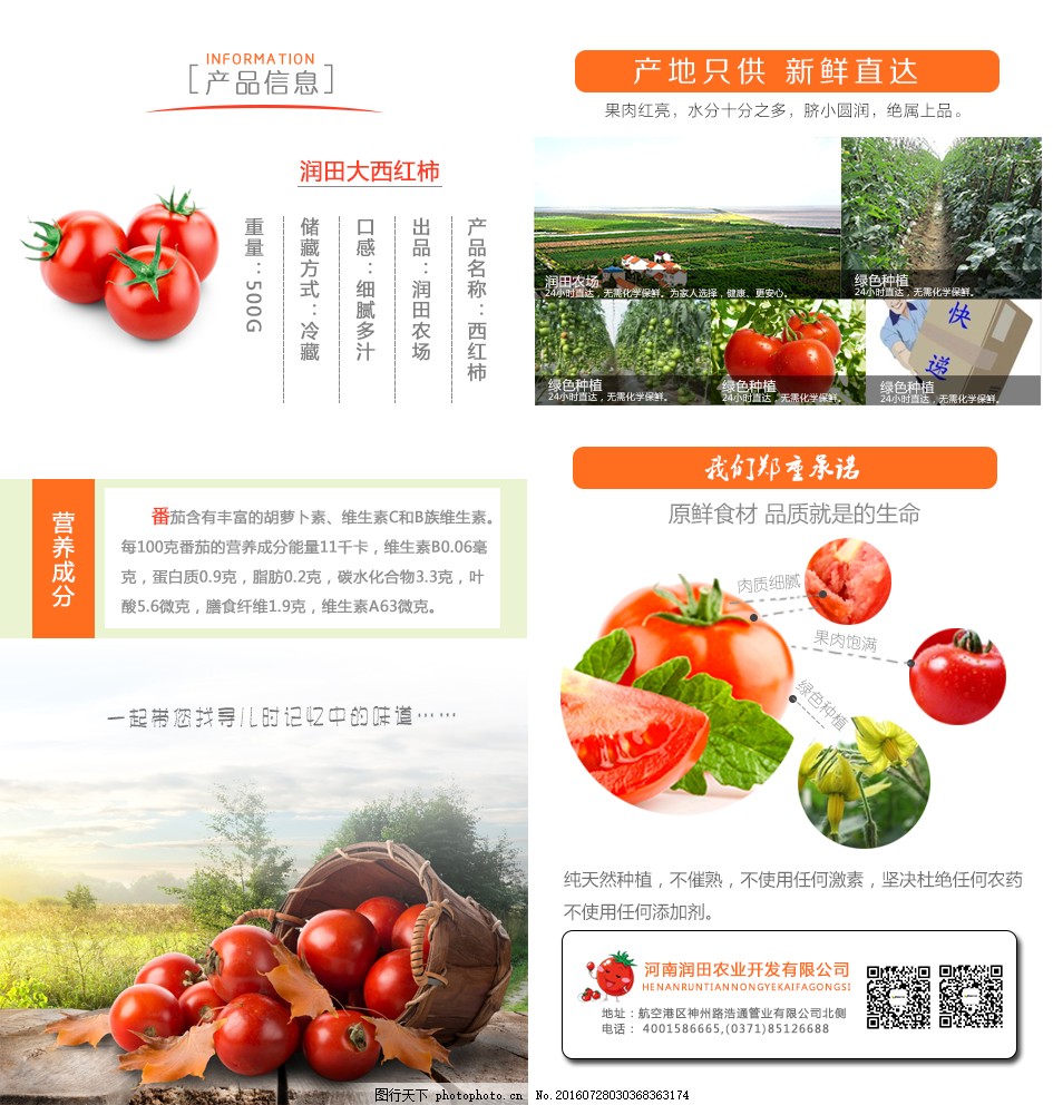 安徽西紅柿產(chǎn)地探秘，自然美景與鮮美西紅柿的邂逅之旅