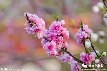 科技巔峰之作桃花開啟未來生活新紀(jì)元，最新章節(jié)預(yù)覽