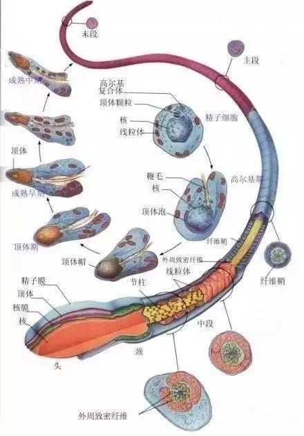 窩精子最新，小巷中的秘密風(fēng)味探索