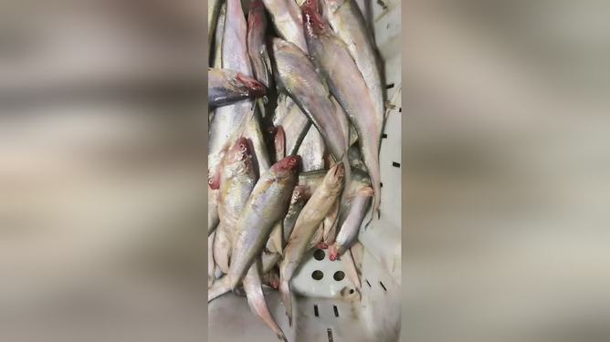 最新魚視頻，海洋生態(tài)與觀賞魚文化的精彩交融