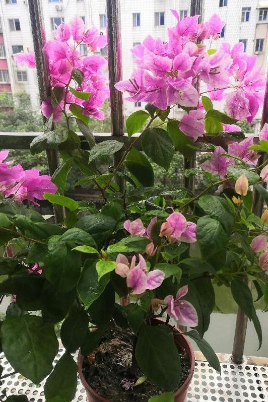 小巷深處的獨(dú)特花語(yǔ)，最新殘花之美