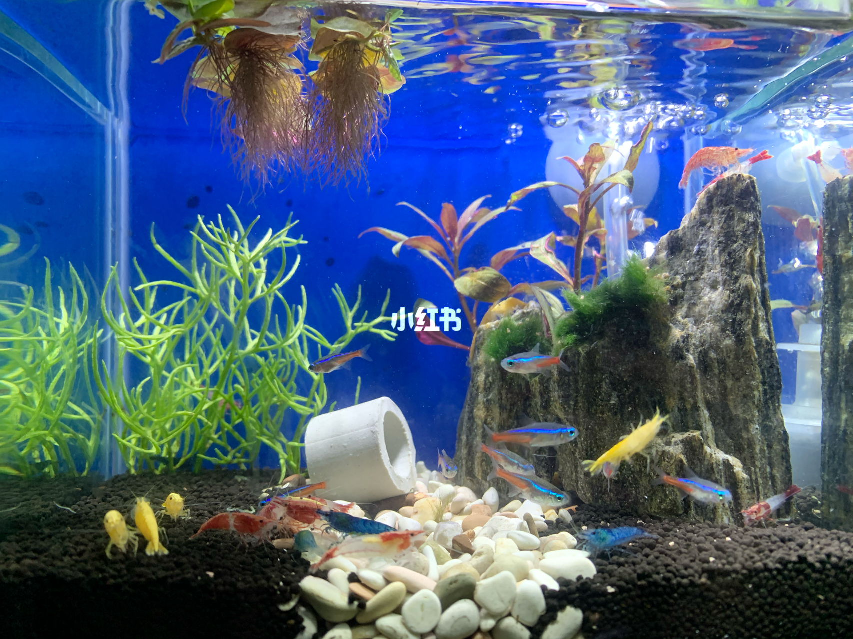 最新魚(yú)缸圖片，水族美學(xué)的時(shí)代變遷欣賞