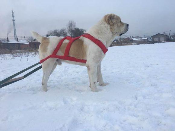 中亞犬，小巷深處的神秘秘境探索