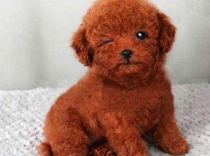 最新小鹿犬，趣事不斷，傳遞溫馨友誼與愛(ài)的小使者