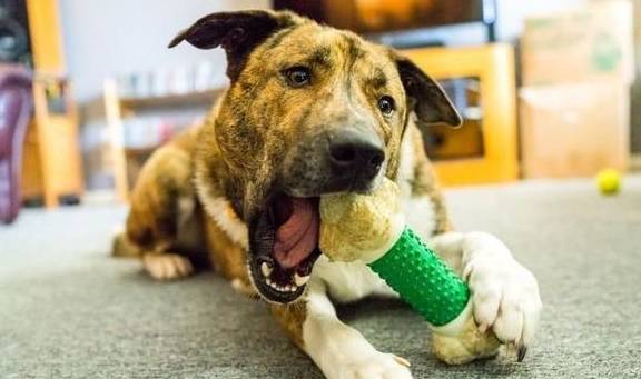 犬類智慧與人類勵志，最新狗狗新聞聚焦