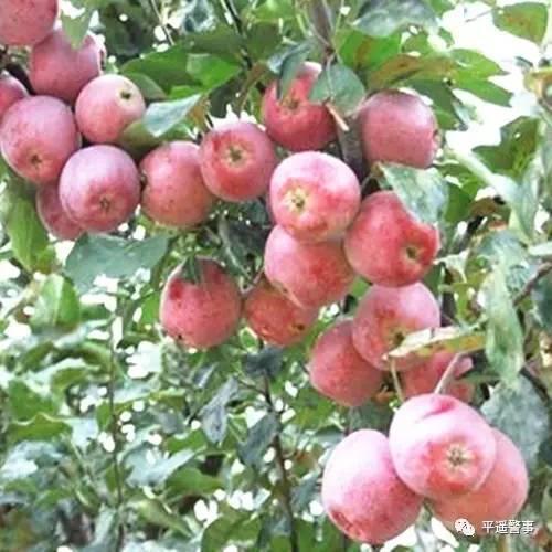 西太后愛心包最新系列，時(shí)尚與慈善的完美結(jié)合，展現(xiàn)獨(dú)特魅力風(fēng)采