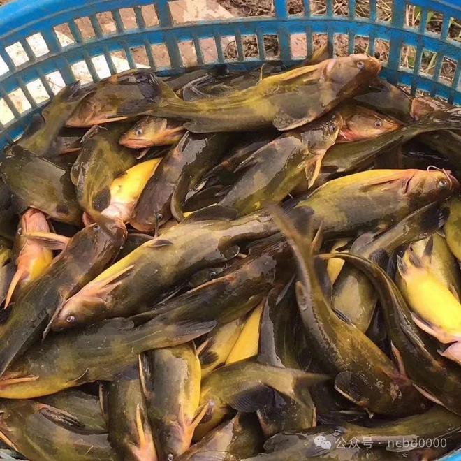 黃顙魚最新報(bào)價(jià)大全，專業(yè)指南與實(shí)時(shí)更新
